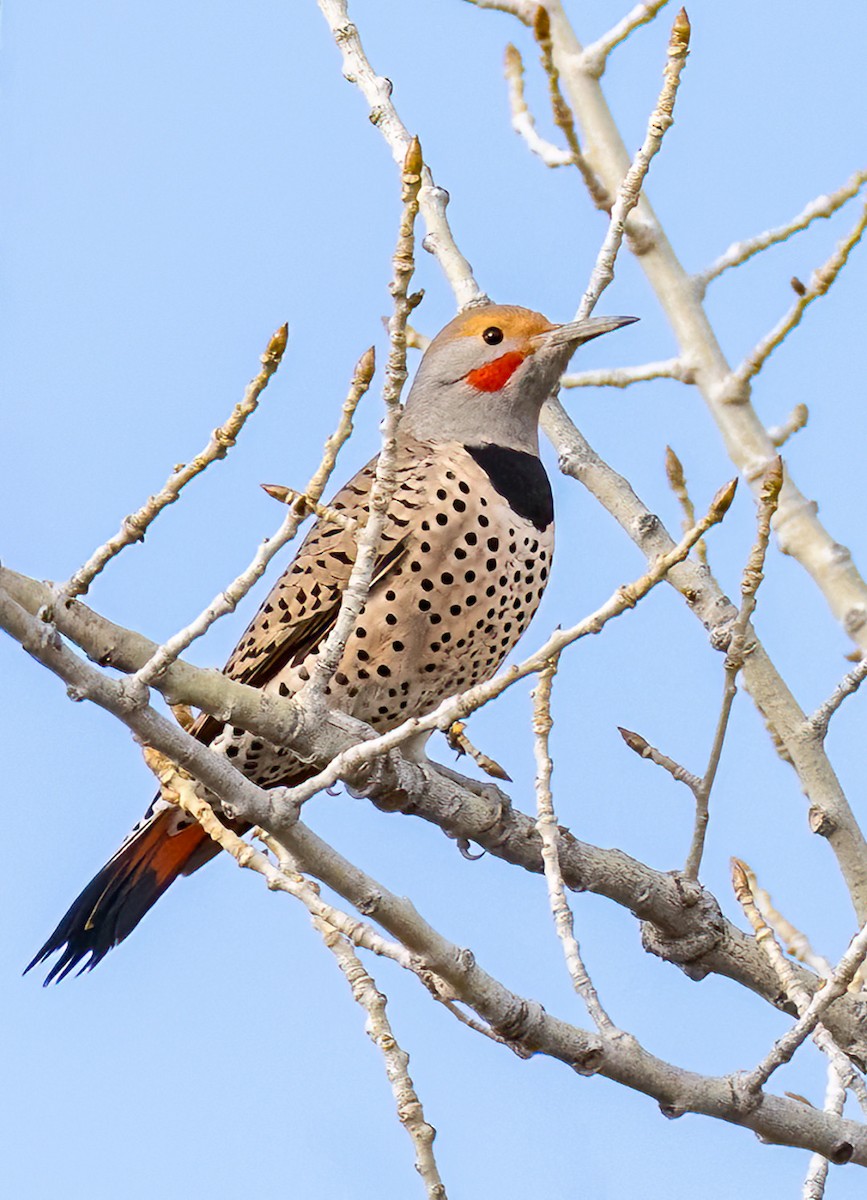Northern Flicker - ML645584875