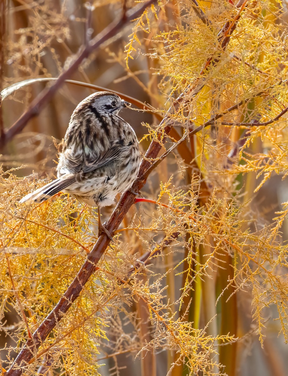 Song Sparrow - ML645584877