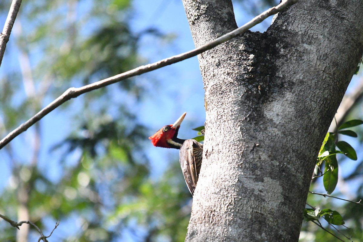 Pale-billed Woodpecker - ML645584879