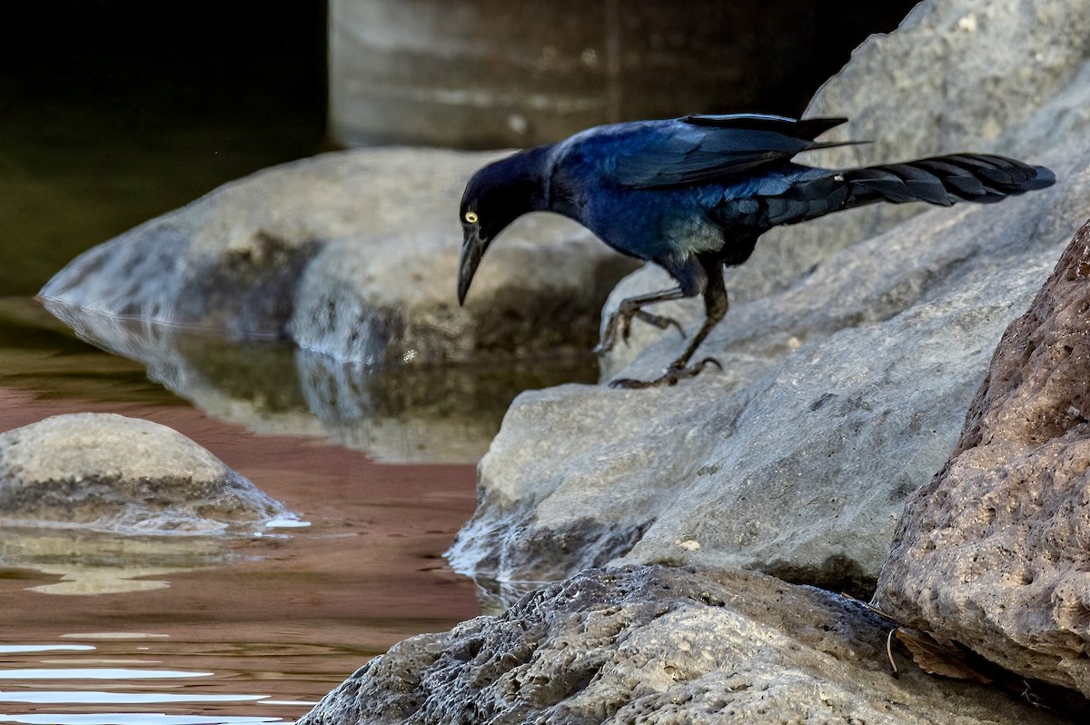 Great-tailed Grackle - ML645584883