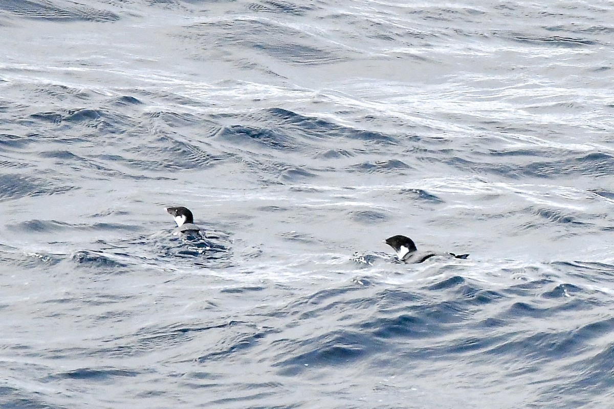 Ancient Murrelet - ML645584890