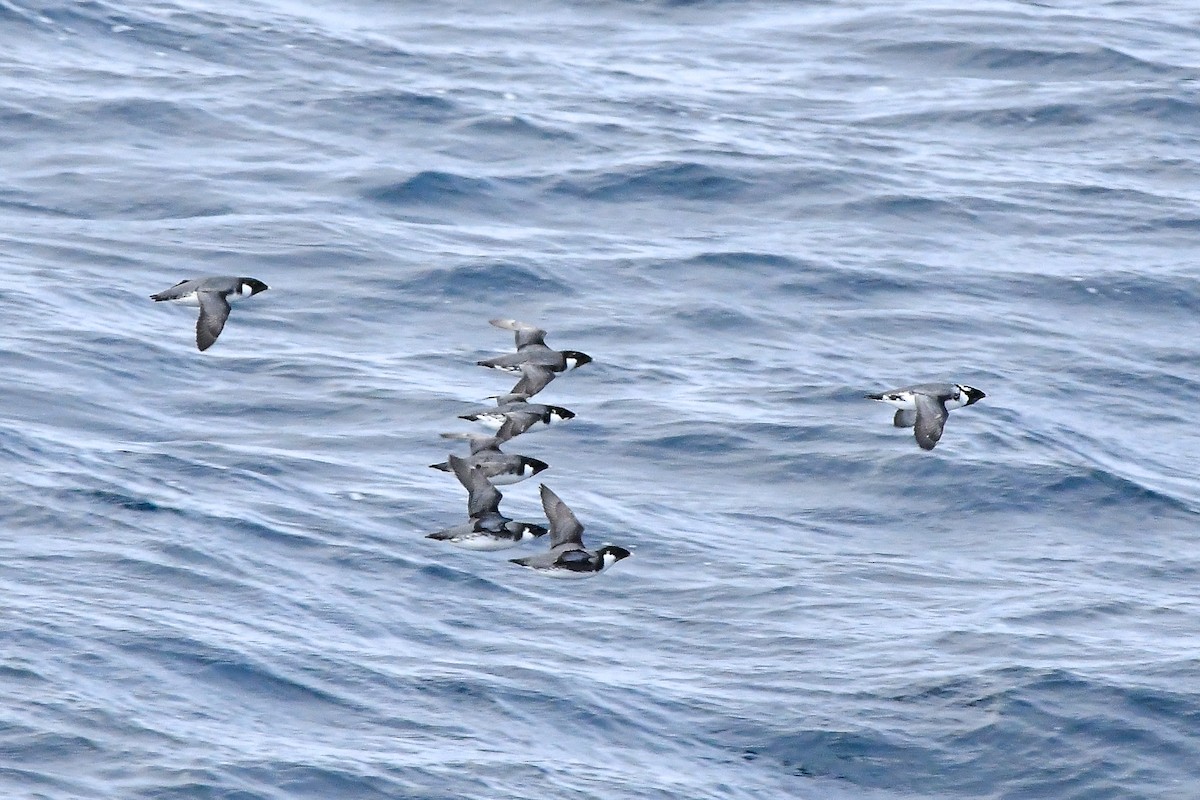 Ancient Murrelet - ML645584891