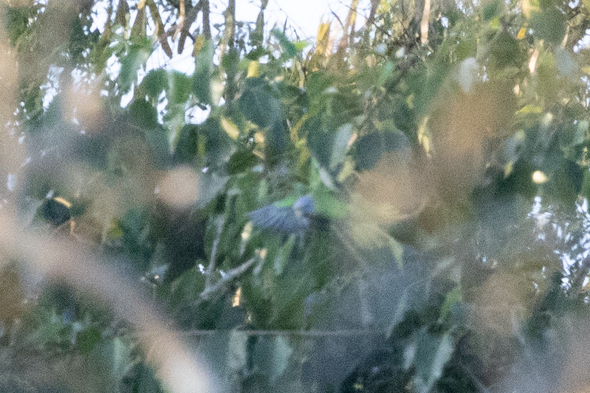 Blossom-headed Parakeet - ML645584894