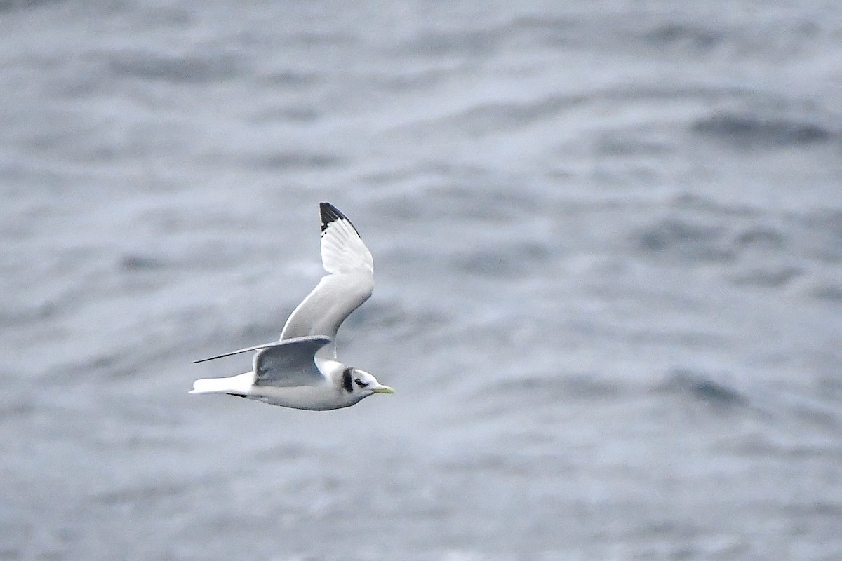 krykkje - ML645584896