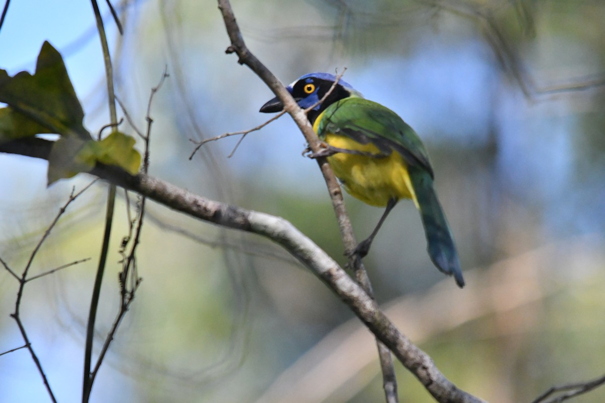 sojka zelenavá - ML645584898