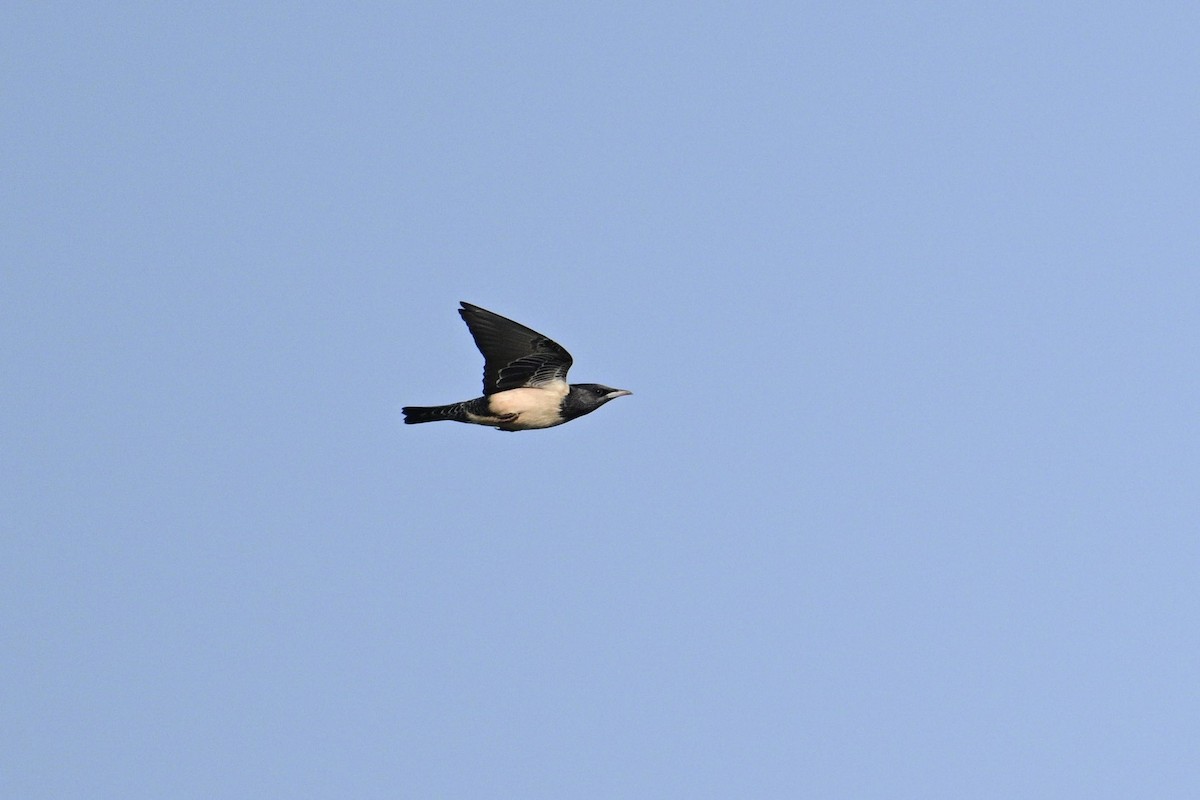 Rosy Starling - ML645584900