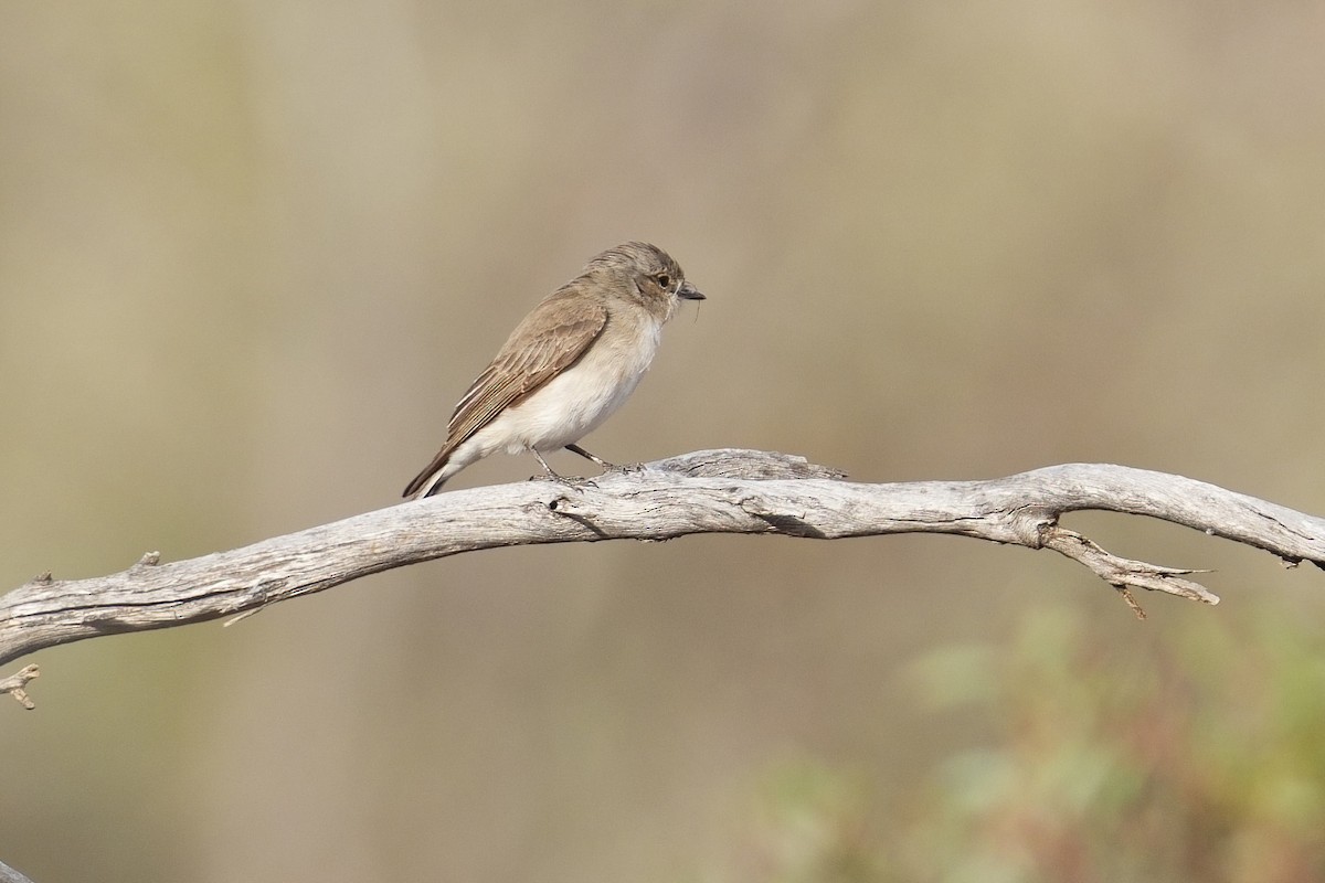 Miro enchanteur - ML645584910