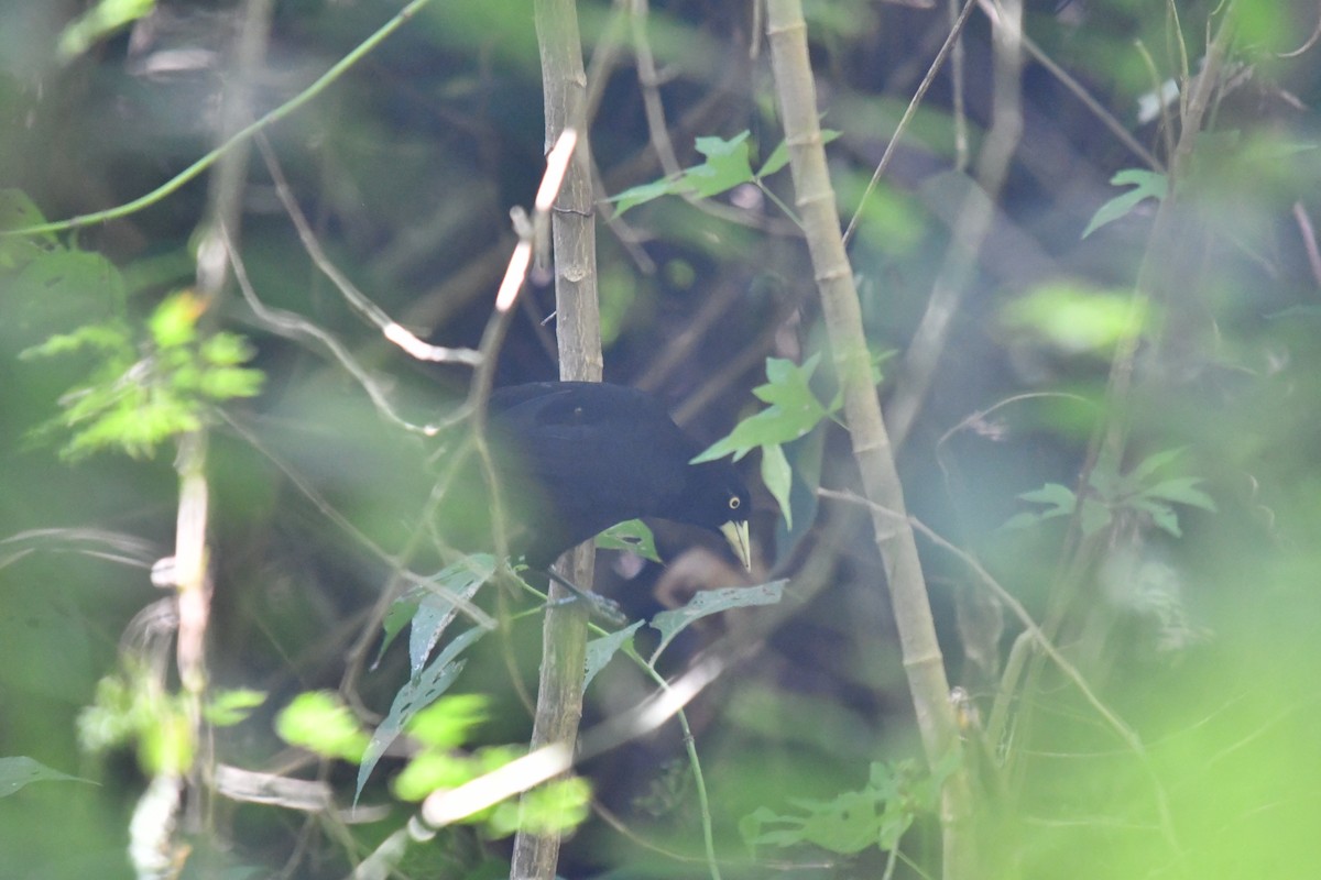 Yellow-billed Cacique - ML645584911