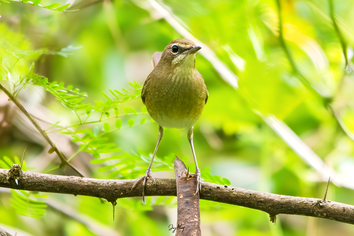 Siberian Rubythroat - ML645584916