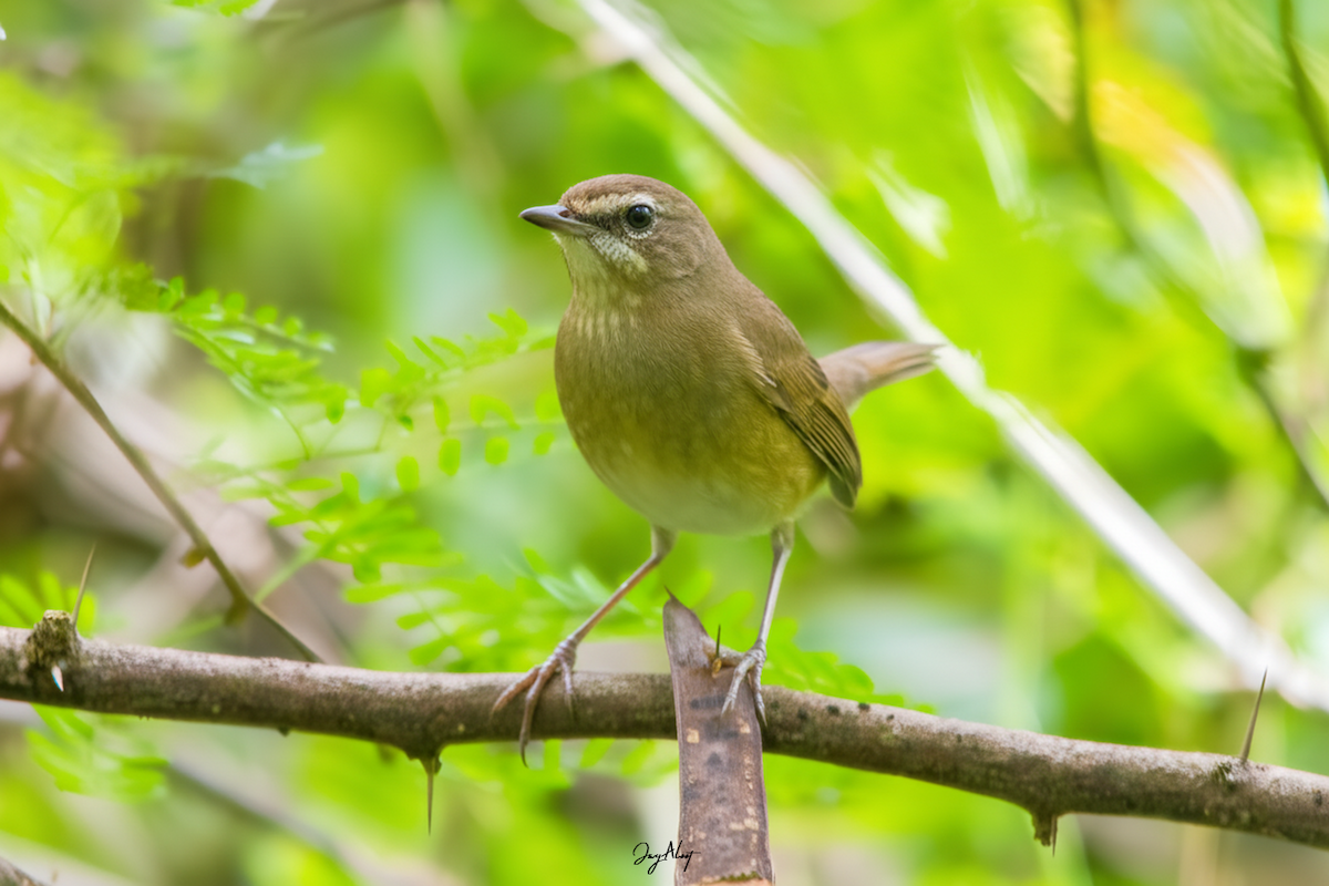 Siberian Rubythroat - ML645584917
