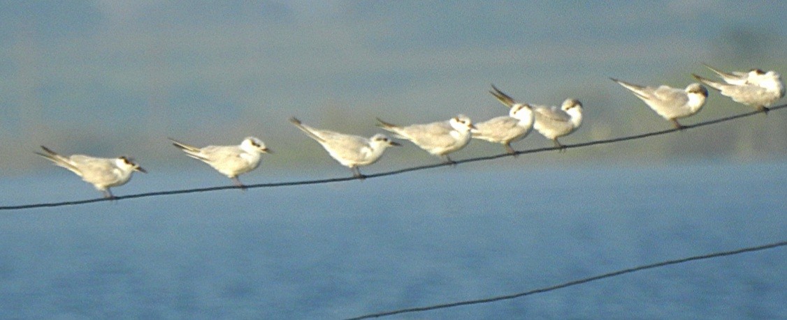 Guifette moustac - ML645584919