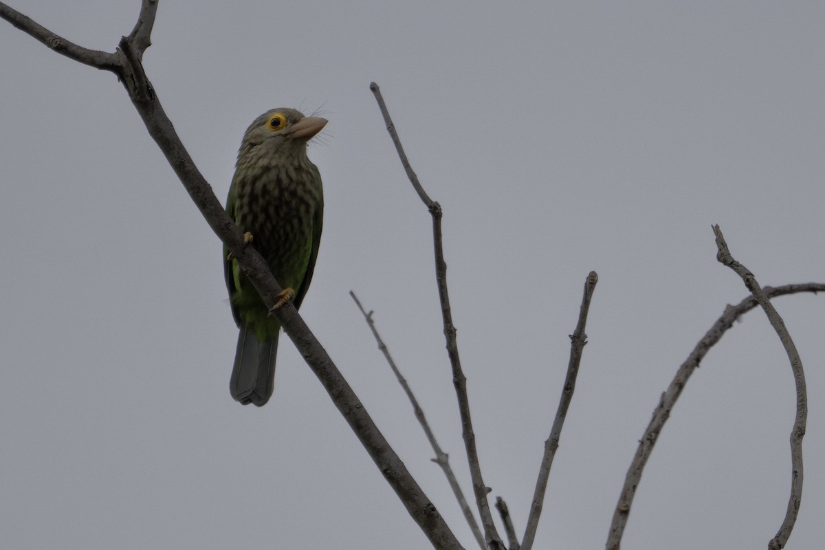 シロボシオオゴシキドリ - ML645584924