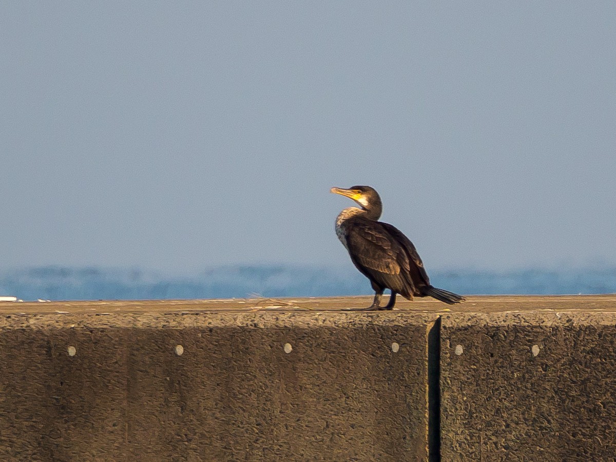Баклан японський - ML645584929