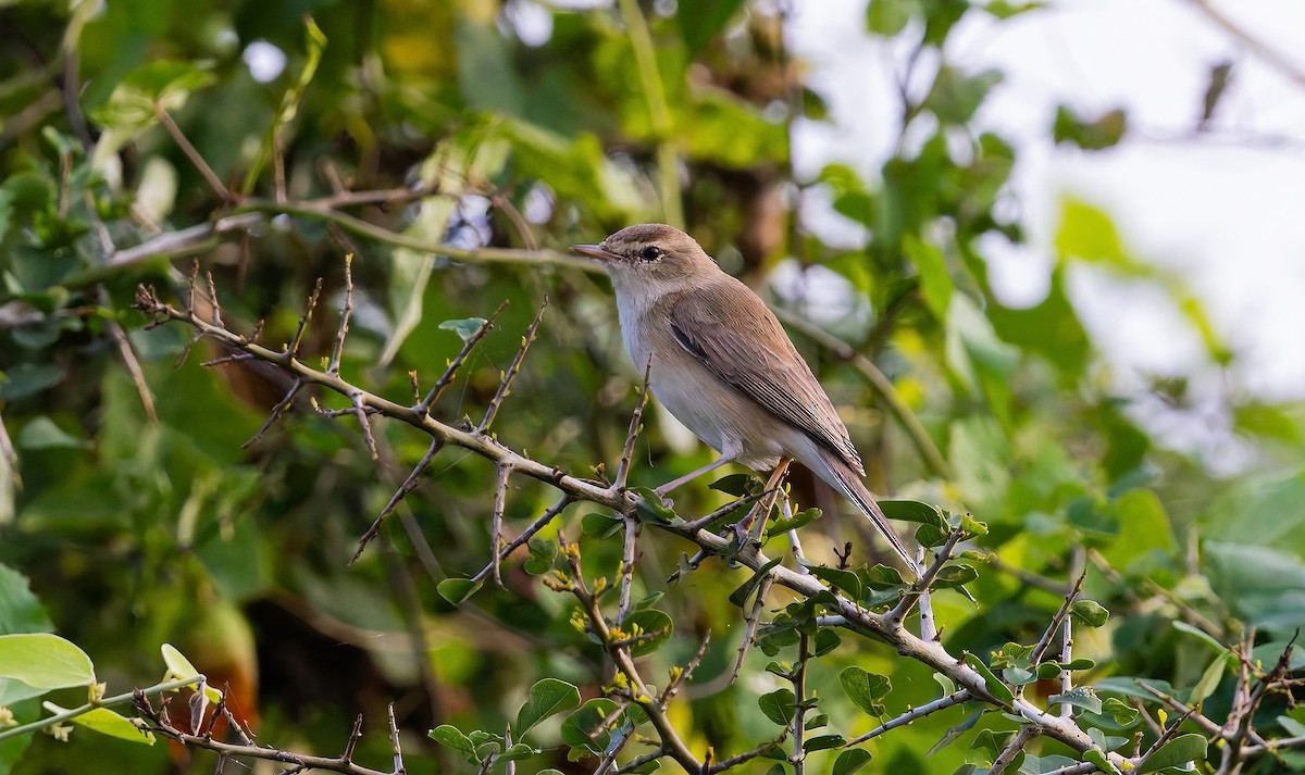 Booted Warbler - ML645584931