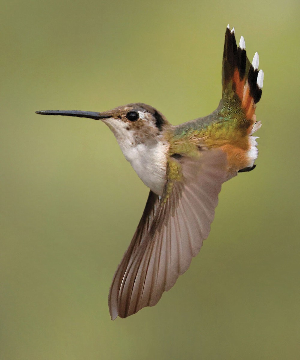 Rufous Hummingbird - ML645584932