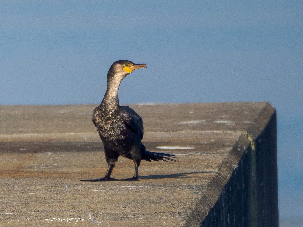 Баклан японський - ML645584946