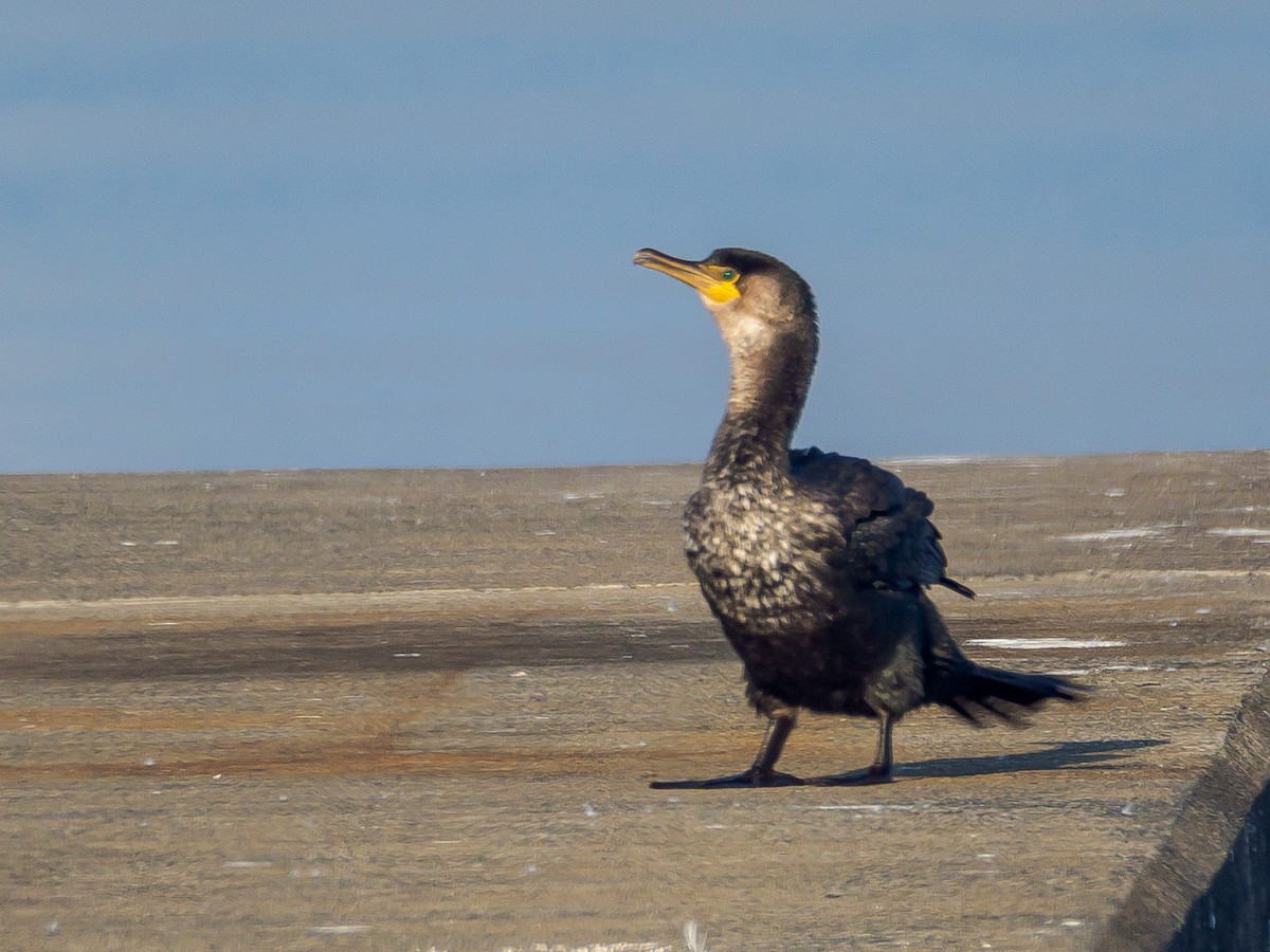 Баклан японський - ML645584951