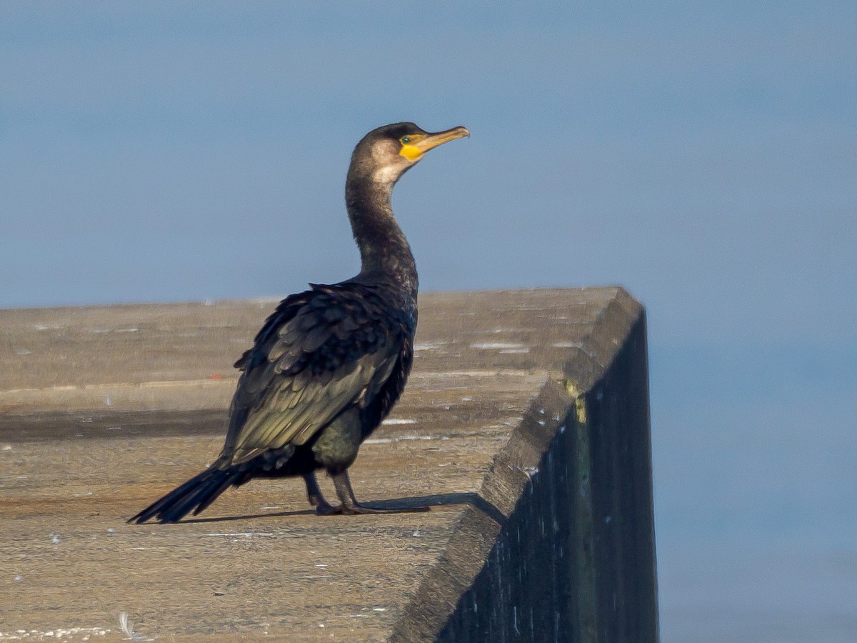 Баклан японський - ML645584954