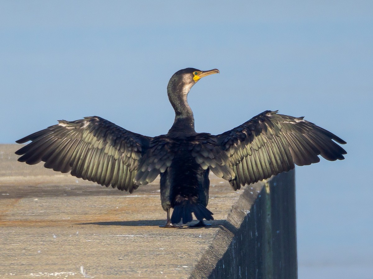 Баклан японський - ML645584955