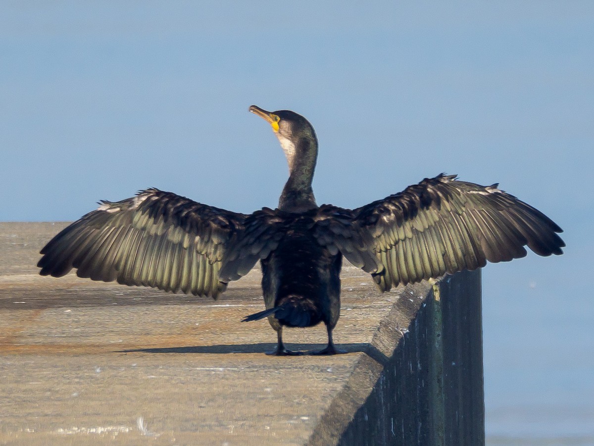 Баклан японський - ML645584958