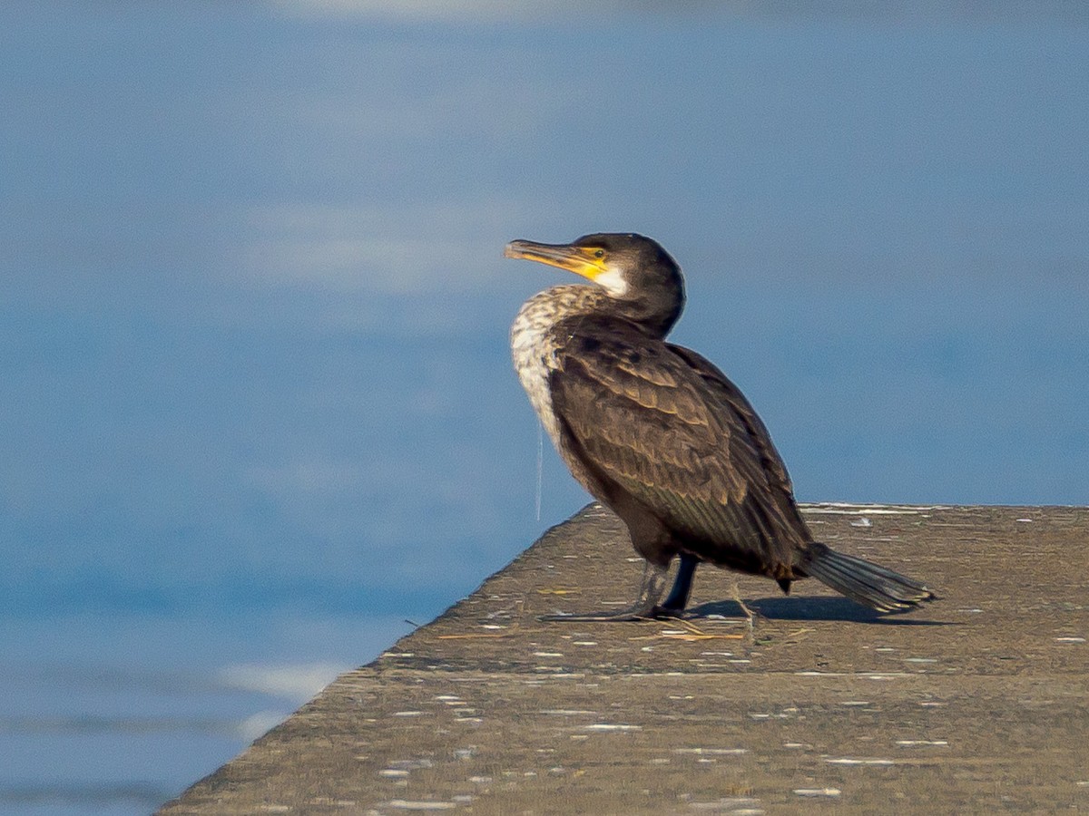 Баклан японський - ML645584961