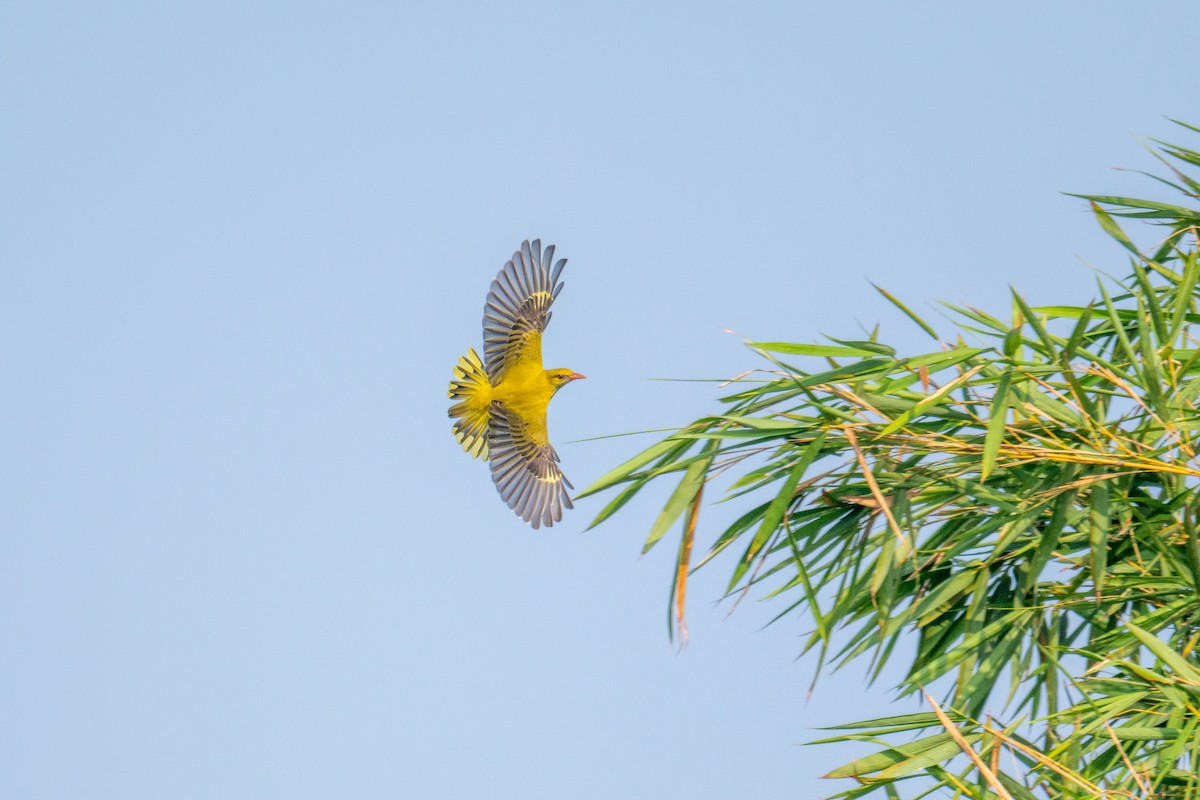 Indian Golden Oriole - ML645584972