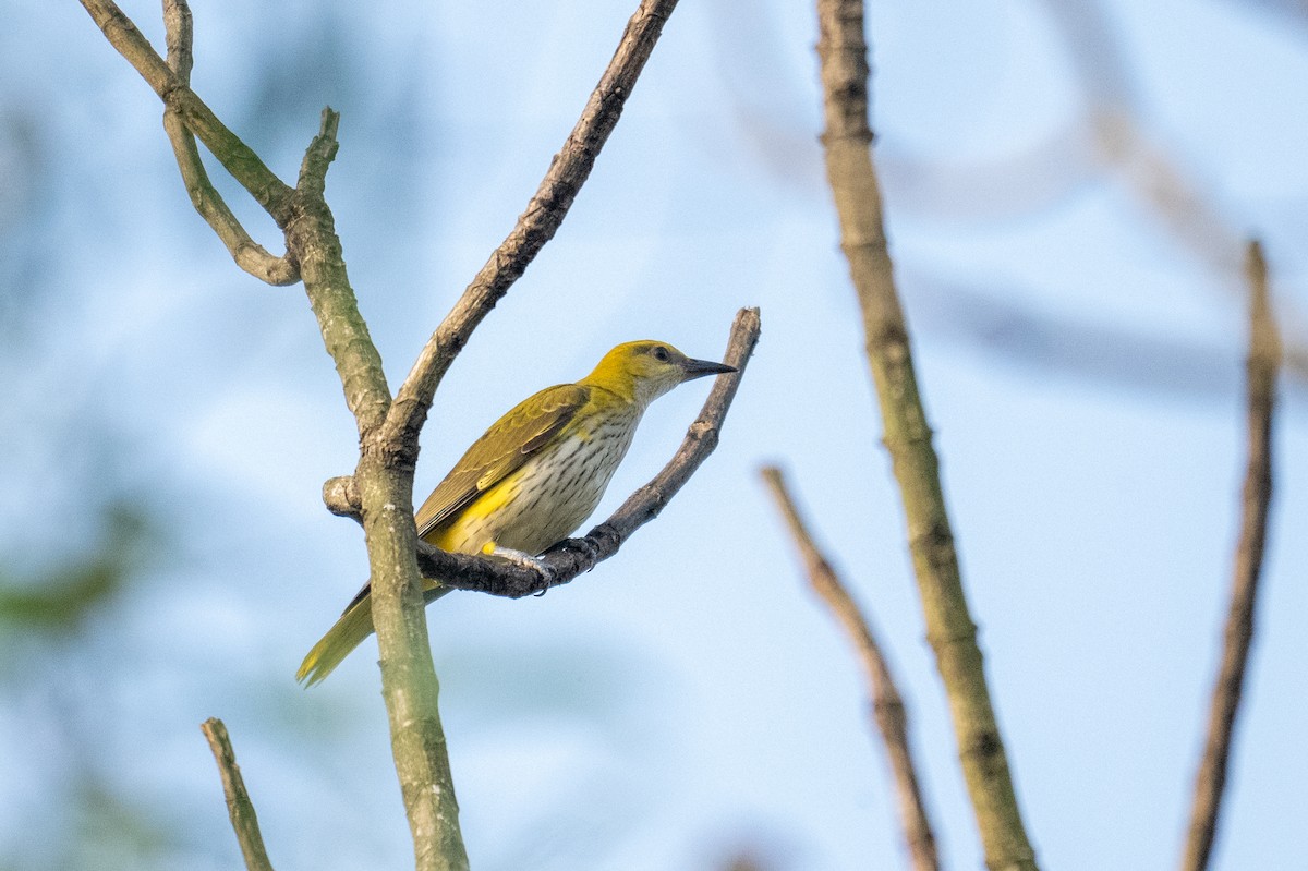 Indian Golden Oriole - ML645584973