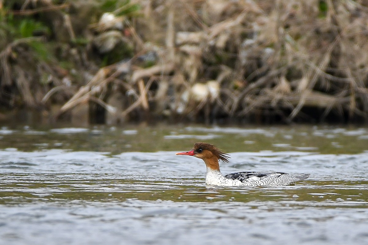Scaly-sided Merganser - ML645584981