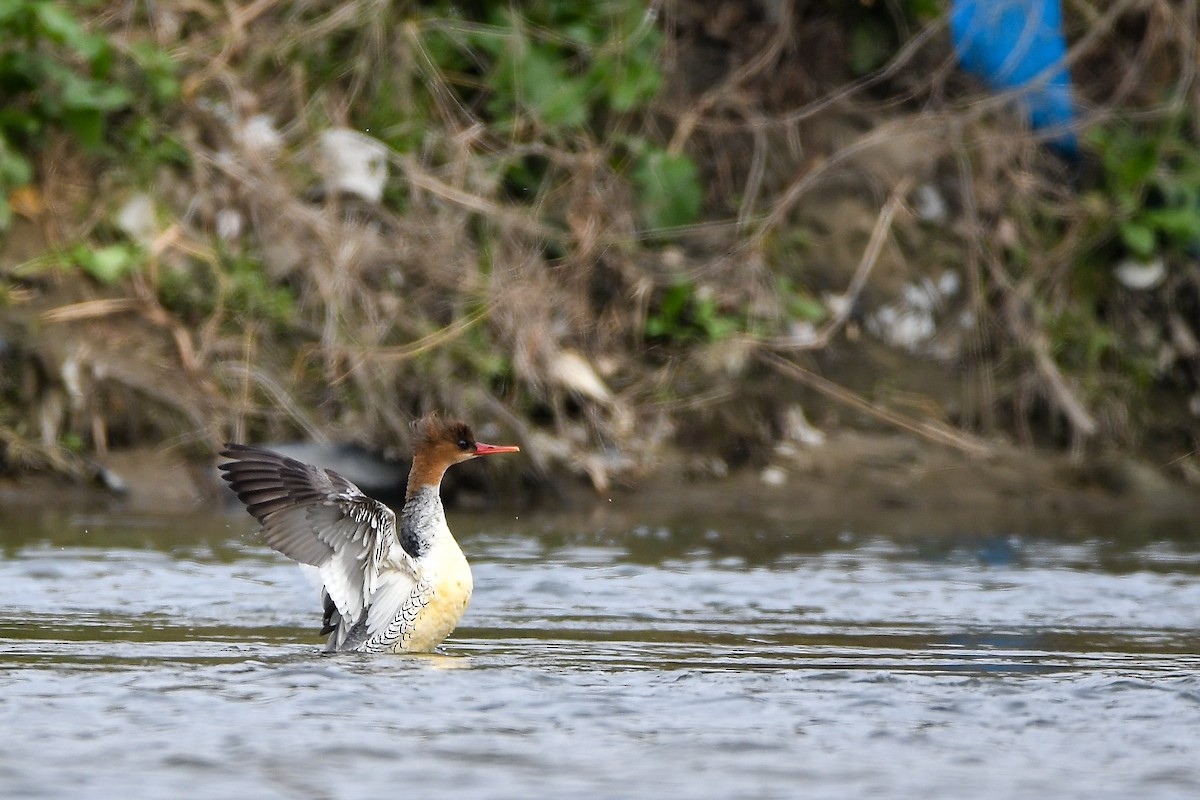 Scaly-sided Merganser - ML645584982