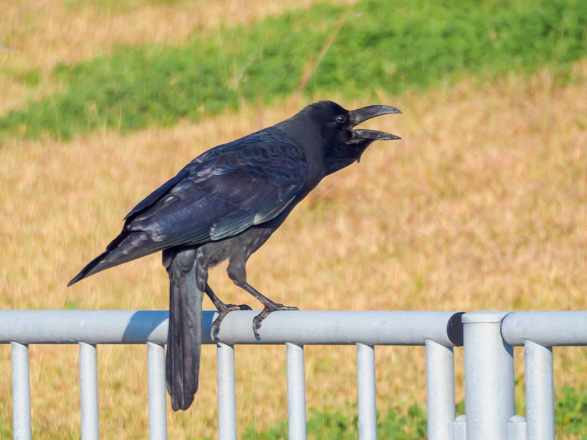 Ворона великодзьоба - ML645584983