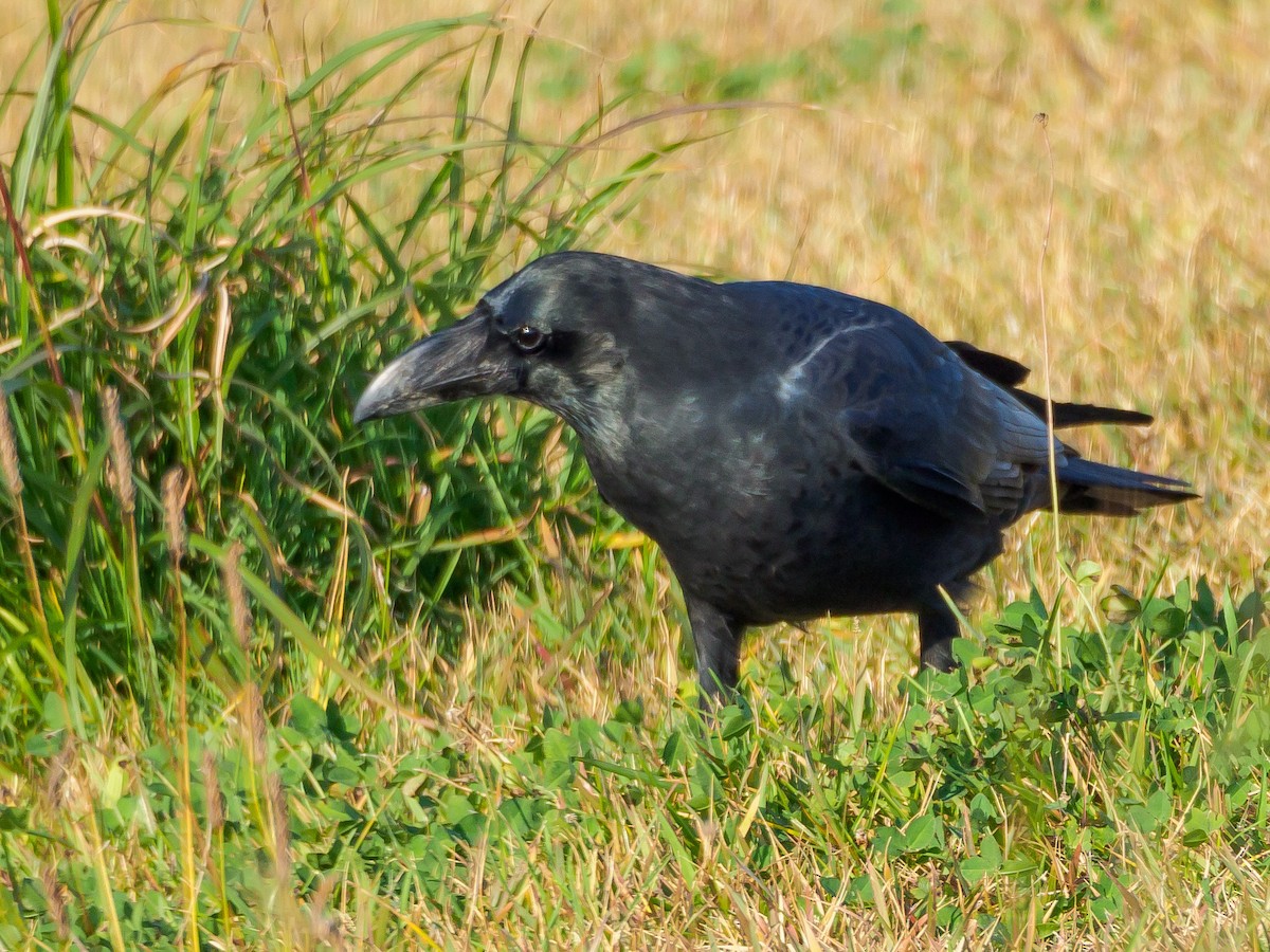 Ворона великодзьоба - ML645584984