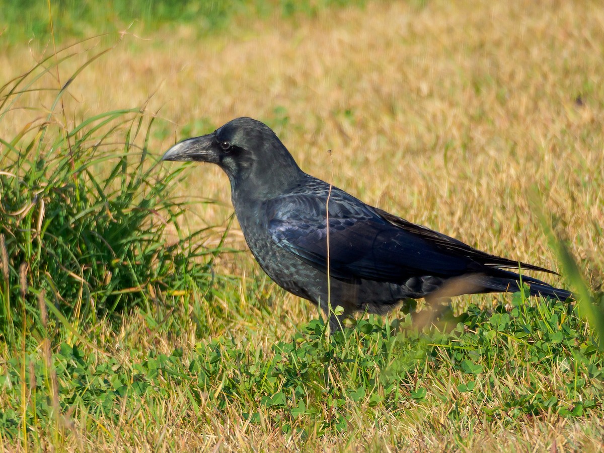 Ворона великодзьоба - ML645584985