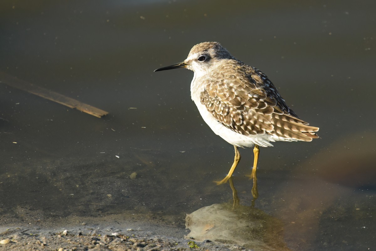 vodouš bahenní - ML645584990