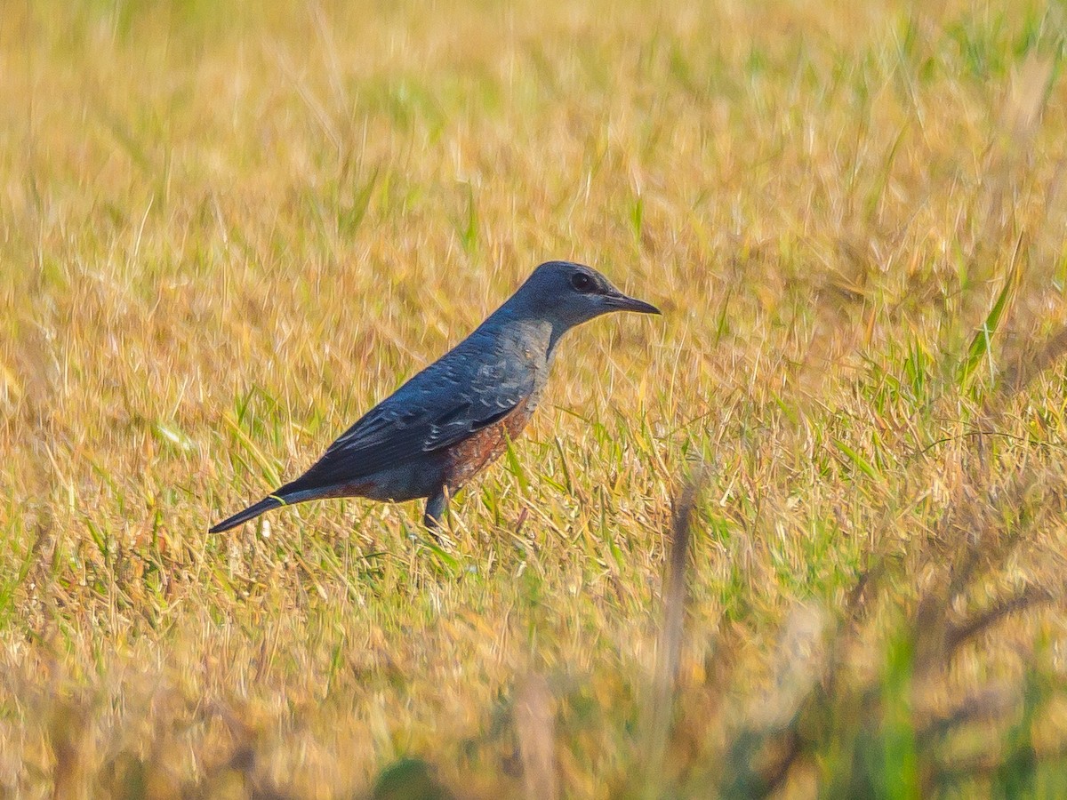 Скеляр синій - ML645585005