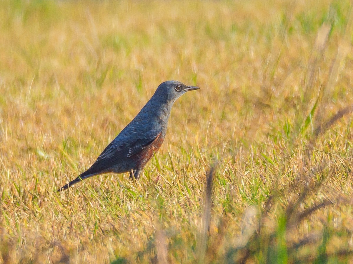 Скеляр синій - ML645585006