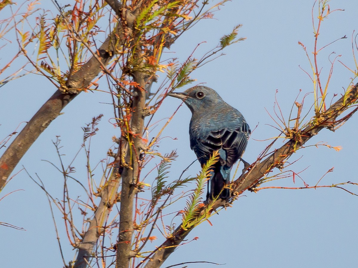 Скеляр синій - ML645585007