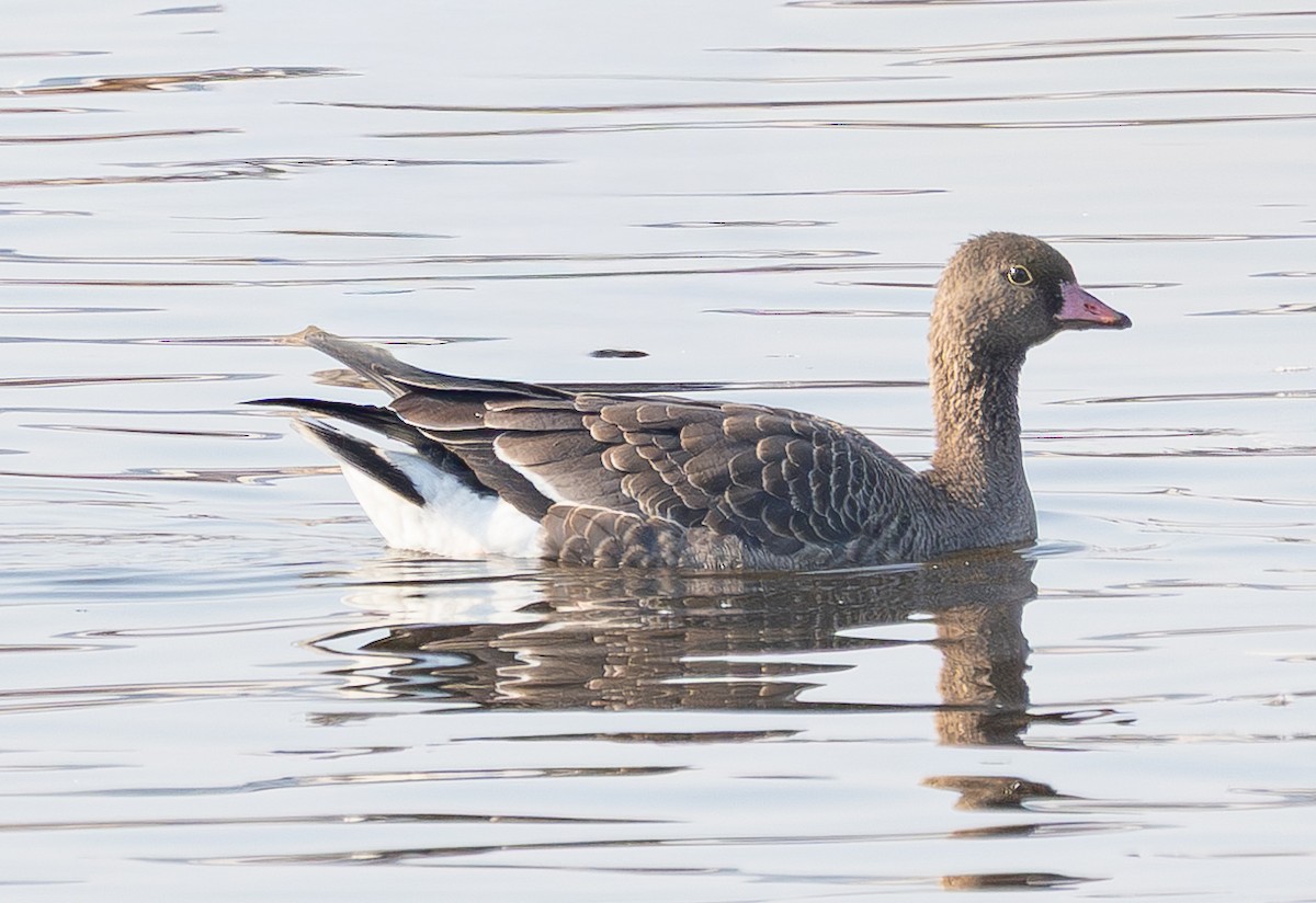 Küçük Sakarca - ML645585016