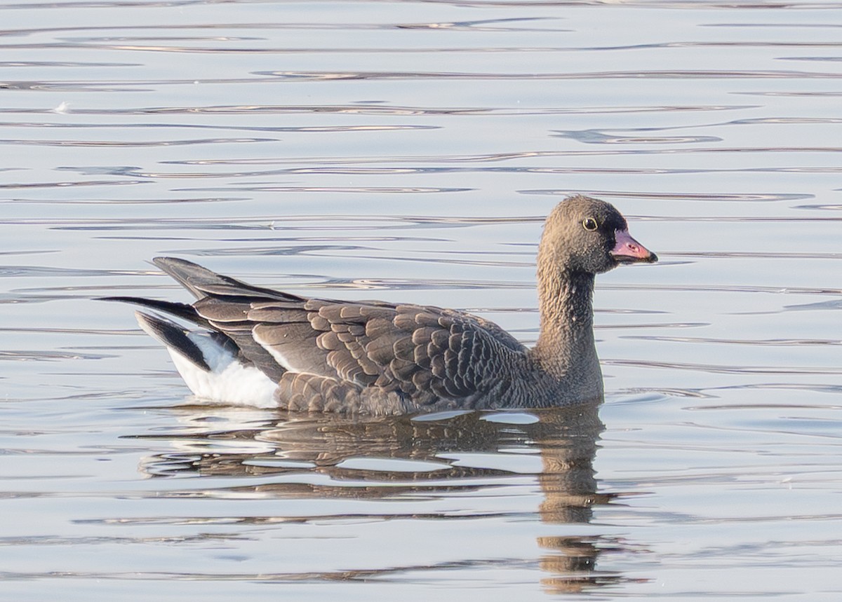 Küçük Sakarca - ML645585017