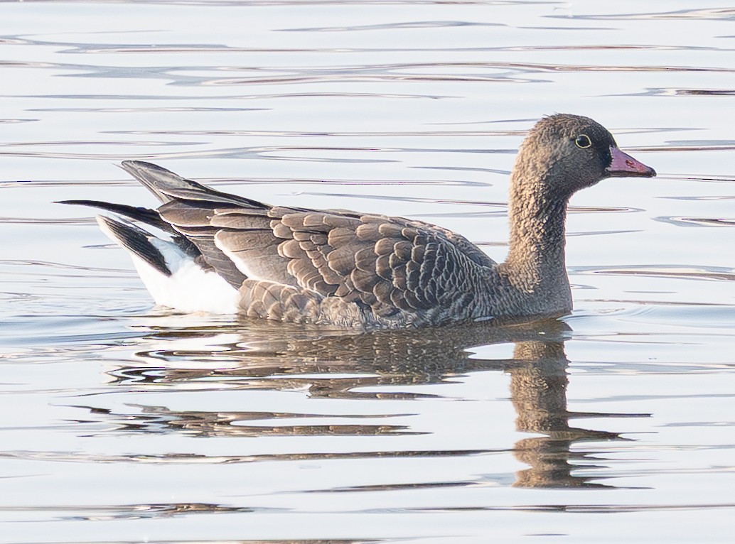 Küçük Sakarca - ML645585018