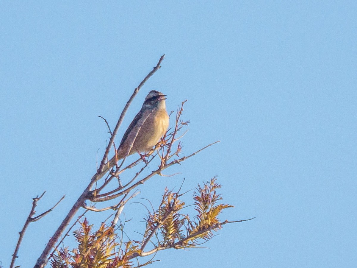 Вівсянка чорновуса - ML645585042