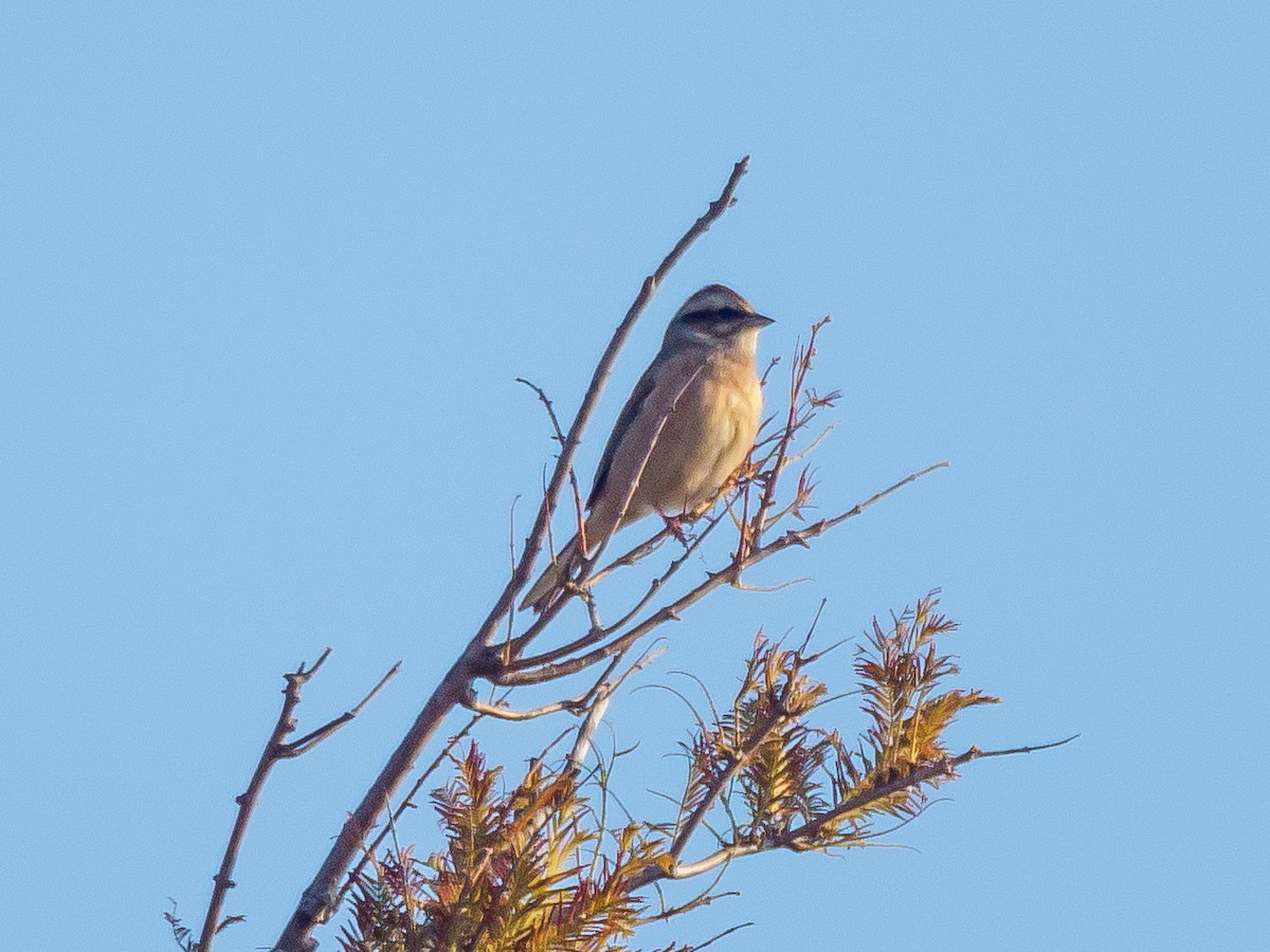 Вівсянка чорновуса - ML645585043