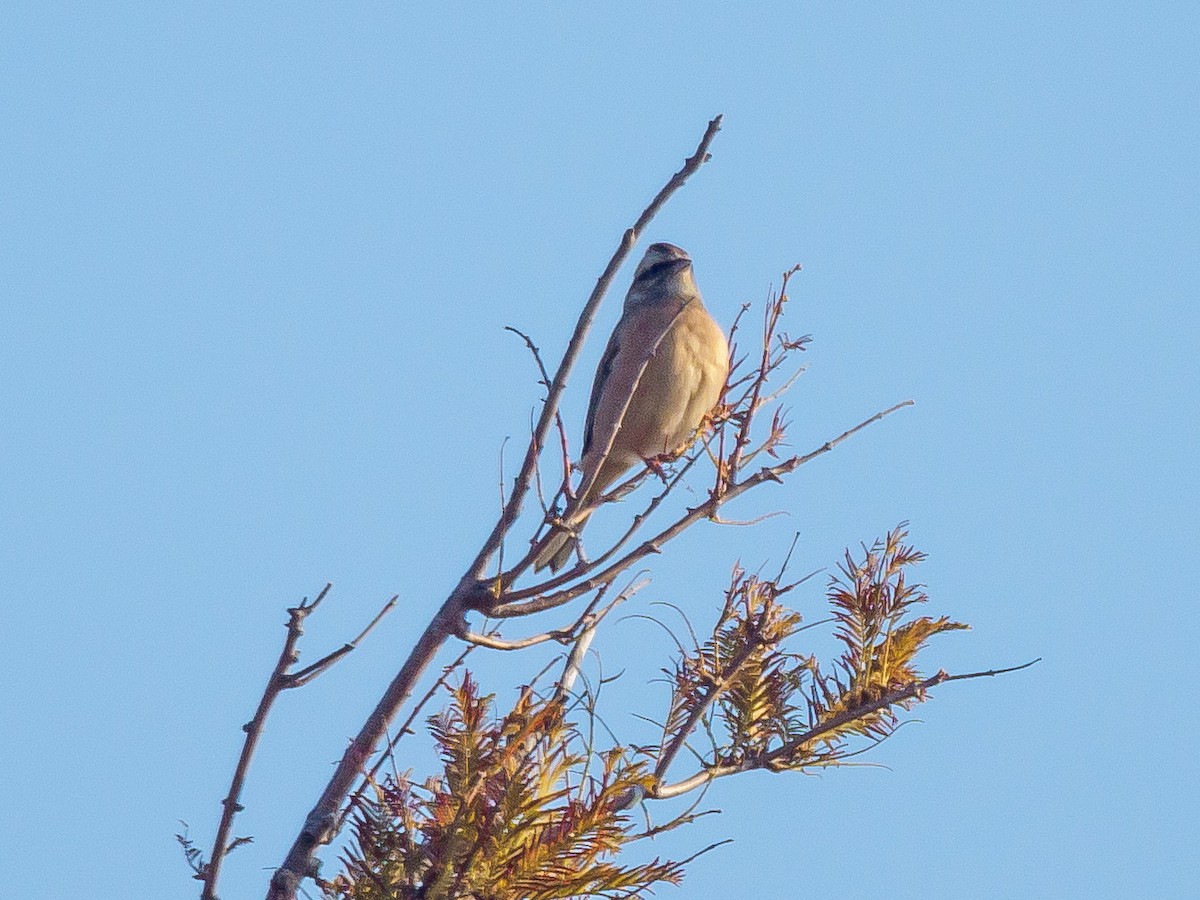 Вівсянка чорновуса - ML645585044