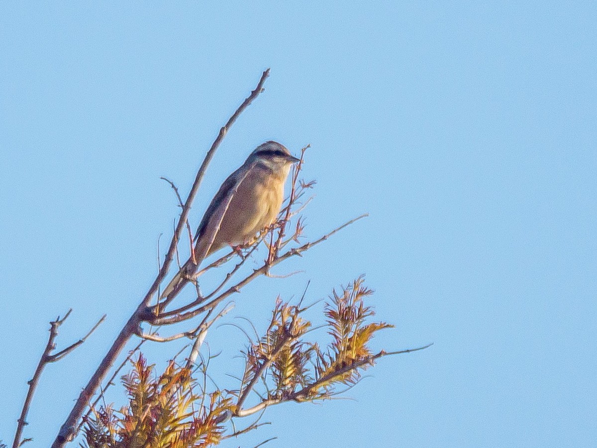 Вівсянка чорновуса - ML645585045