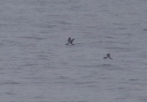 Manx Shearwater - ML645585048