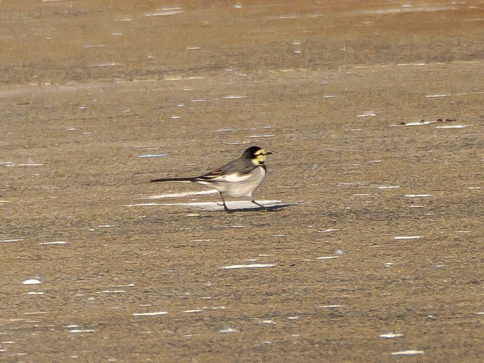 Плиска біла - ML645585050