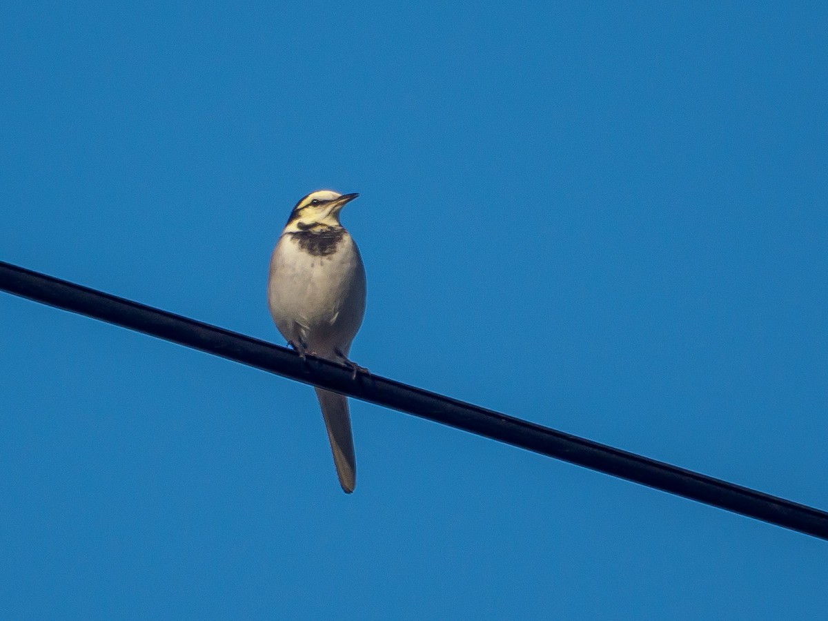 Плиска біла - ML645585051