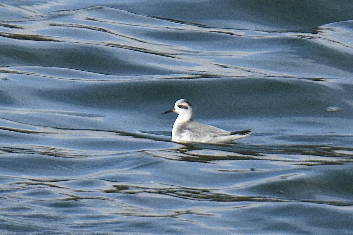 Улаан сэлээхэй - ML645585055