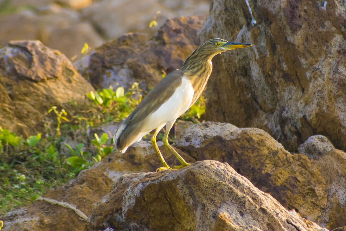 Indian Pond-Heron - ML645585056