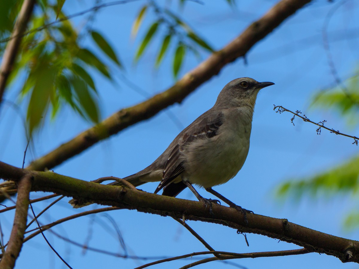 Moqueur des savanes - ML645585065