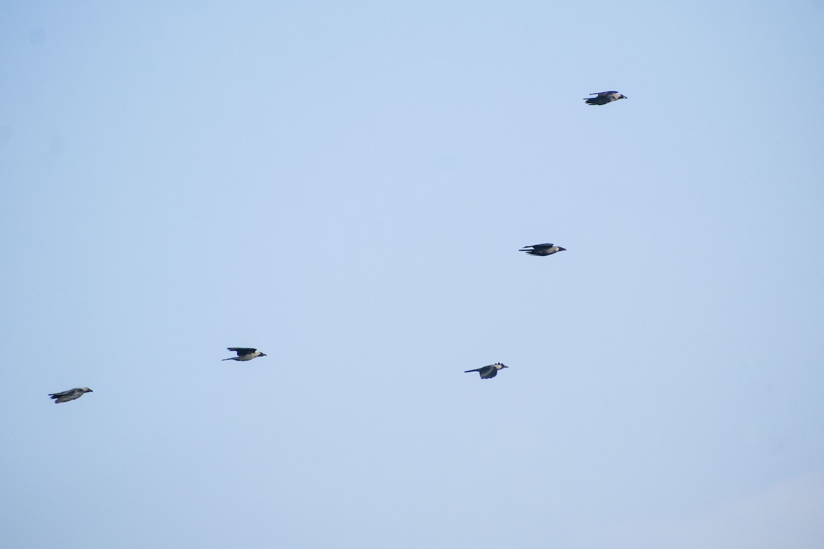 Ворона індійська - ML645585066